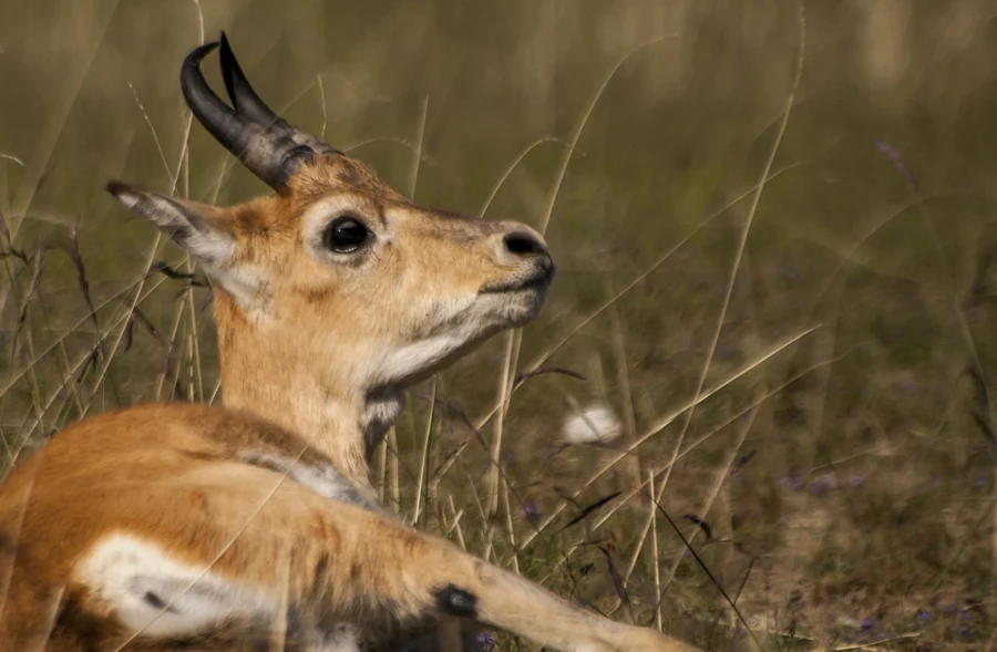 Une gazelle de Przewalski sauvée en attente de remise en liberté, selon la description du photographe.