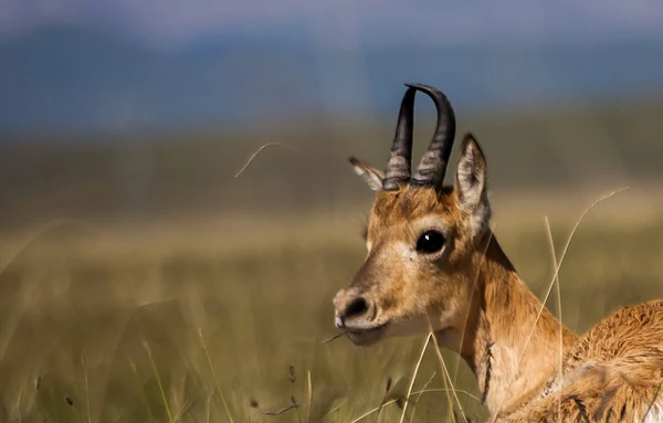 Eine wild lebende Przewalski-Gazelle, laut Bildbeschreibung des Fotografen.