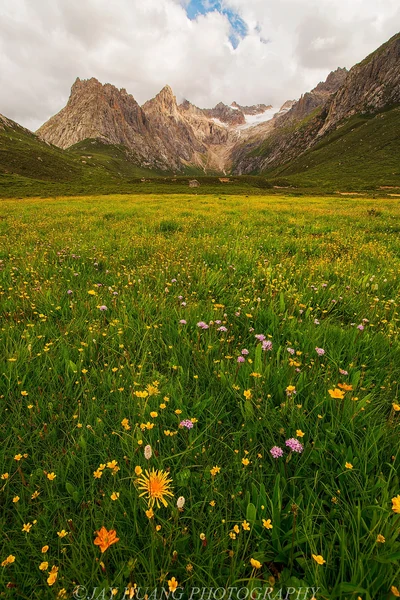 Grasland unterhalb von Nianbaoyuze, Juli 2015.