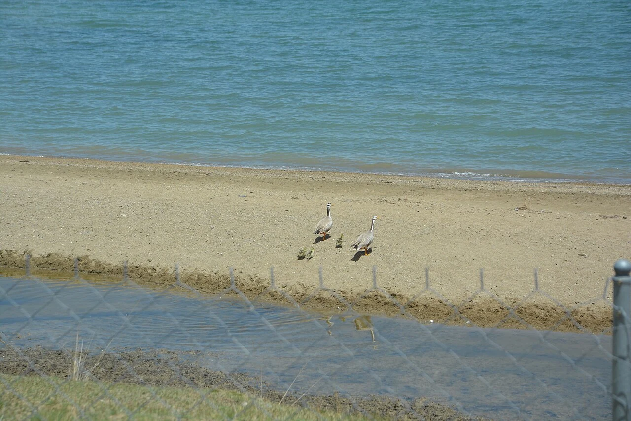 Flachwasser und Vögel am Qinghai-See, aufgenommen 2026; die Vogelarten sind nicht bestimmt.