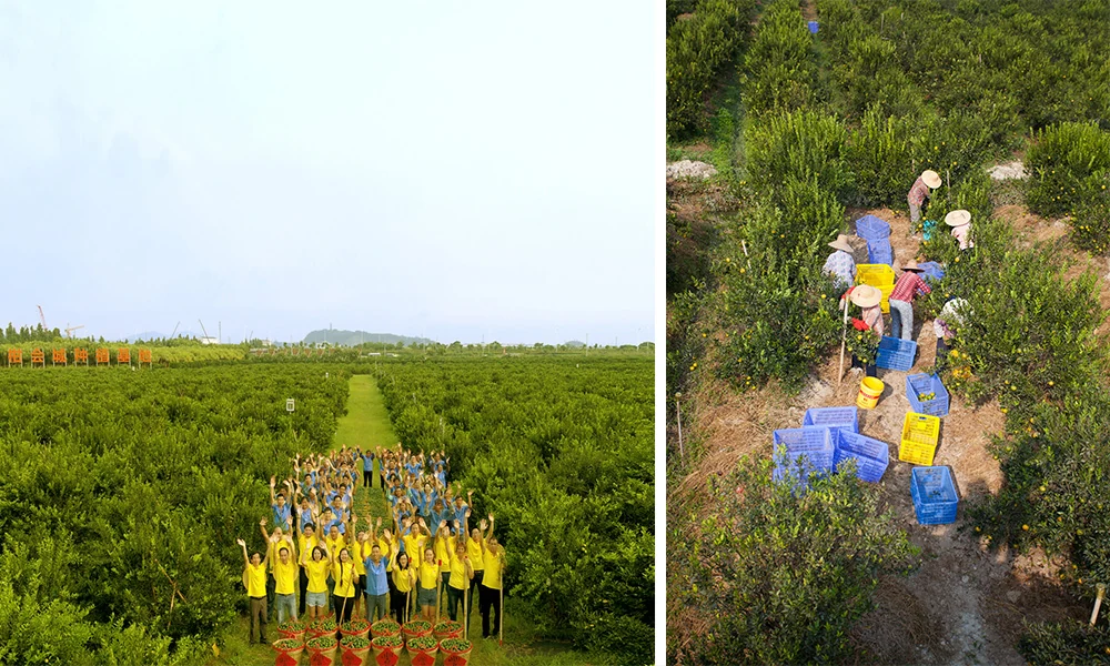 A two-photo collage shows citrus trees and workers harvesting fruit.
