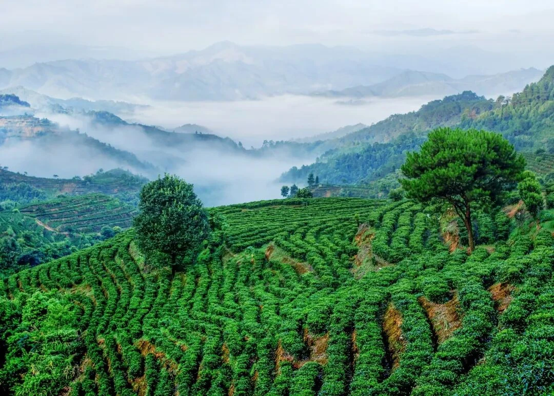 Tea terraces curve across green hills above a mist-filled valley in Liubao town.