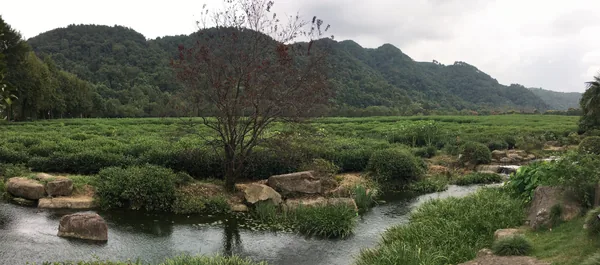 Tea bushes, a small stream and wooded hills in the grounds of China Tea Museum in Hangzhou.