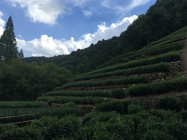 Hileras de arbustos de té cruzan una ladera arbolada de Longjing bajo un cielo claro y nublado.