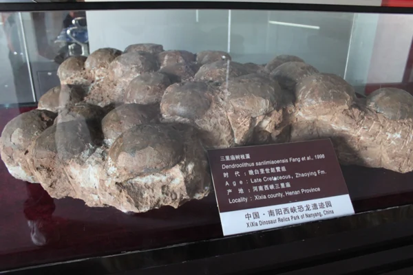 Fossile de nid d’œufs de dinosaures exposé au musée des fossiles d’œufs de dinosaures de Xixia.