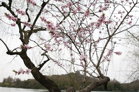 蘇堤春暁・湖畔の桃の花