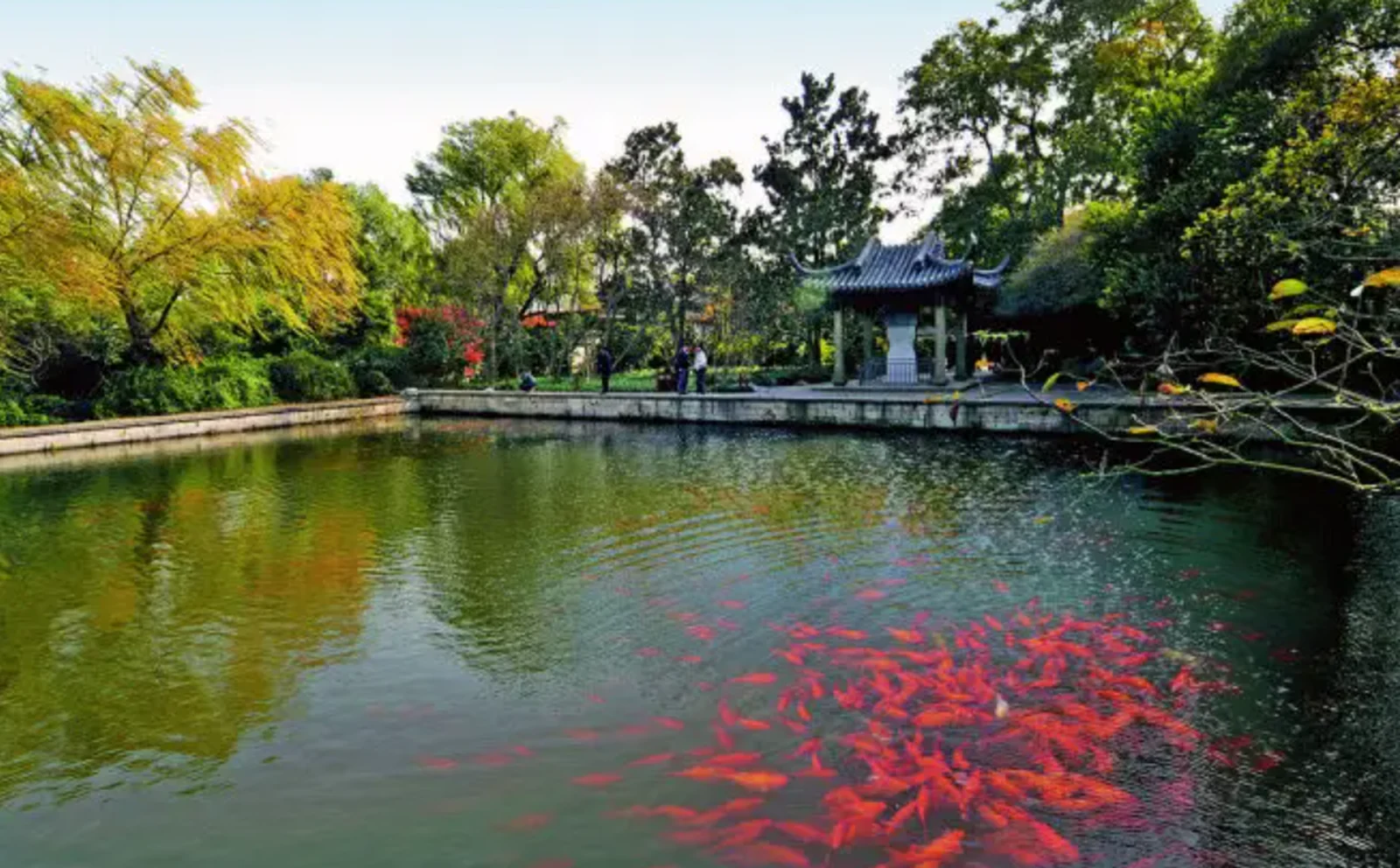 花港観魚 · 魚の池