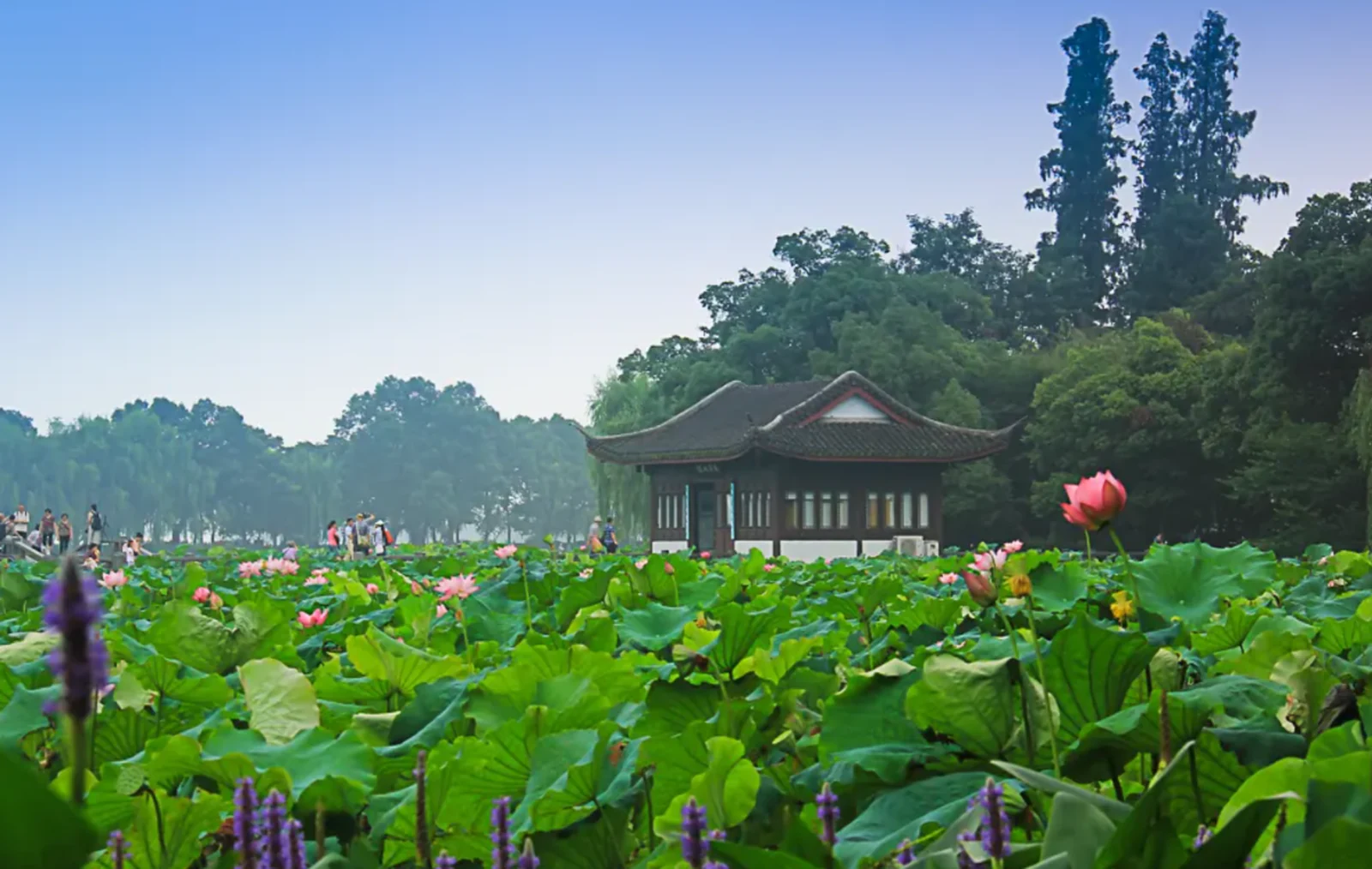 曲院風荷 · 蓮と水辺の建物