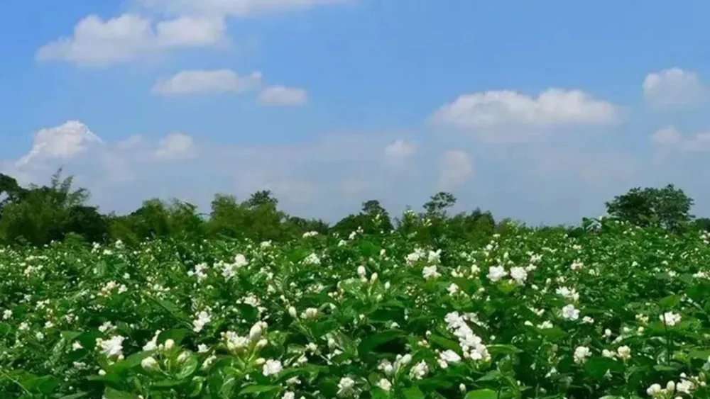 Des fleurs et des boutons de jasmin blancs se détachent au-dessus d’un feuillage vert sous un ciel bleu.
