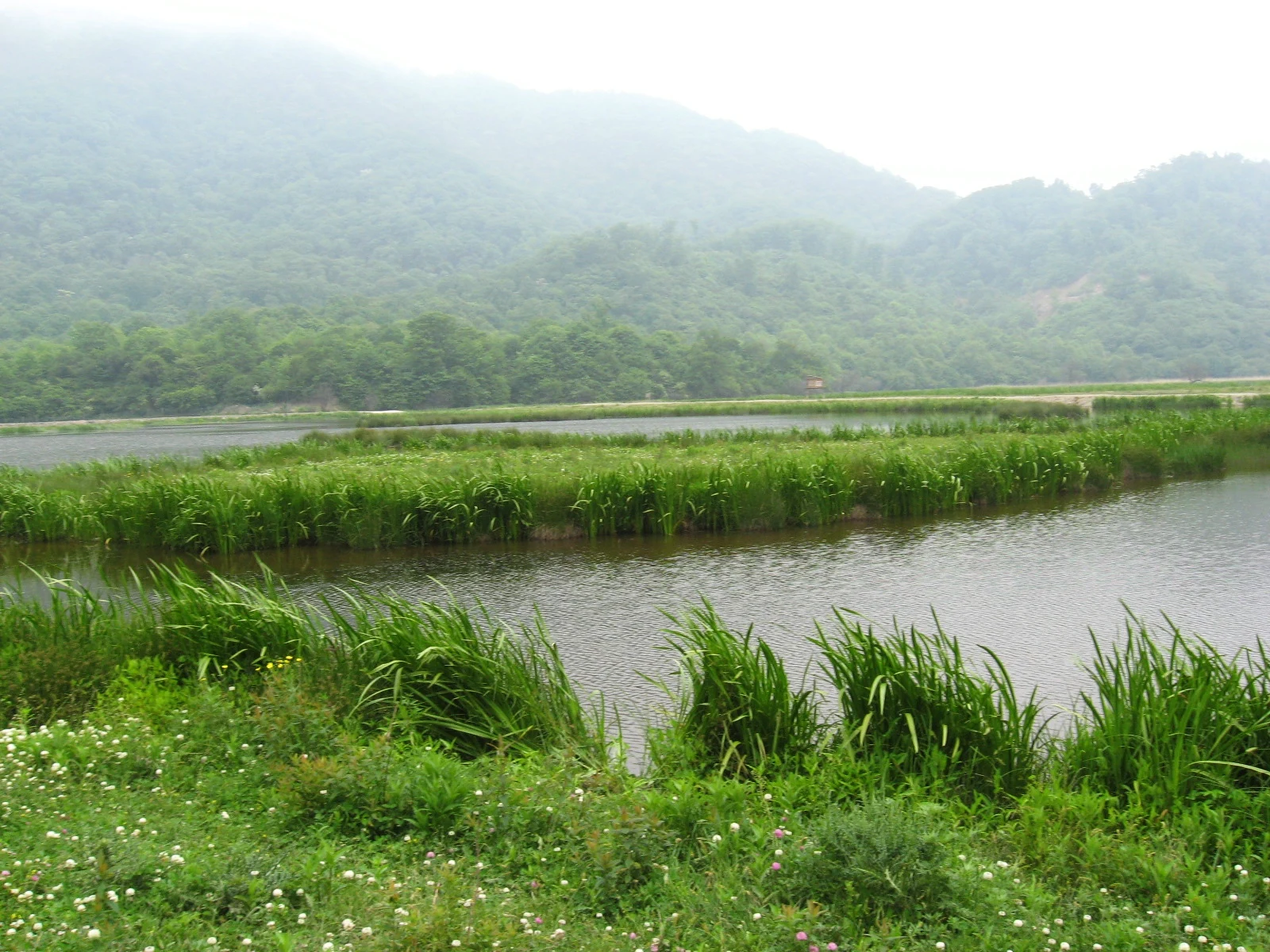 Shennongjia: Ein klarer Bach durch die grüne Vegetation des Reservats.