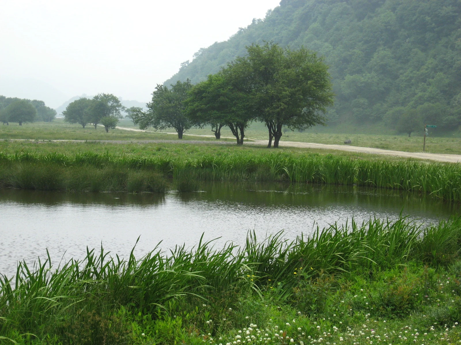 Shennongjia: das Feuchtbecken und die Bäume im Reservat Shennongjia.