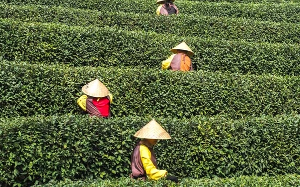 Campos de té Longjing, Hangzhou