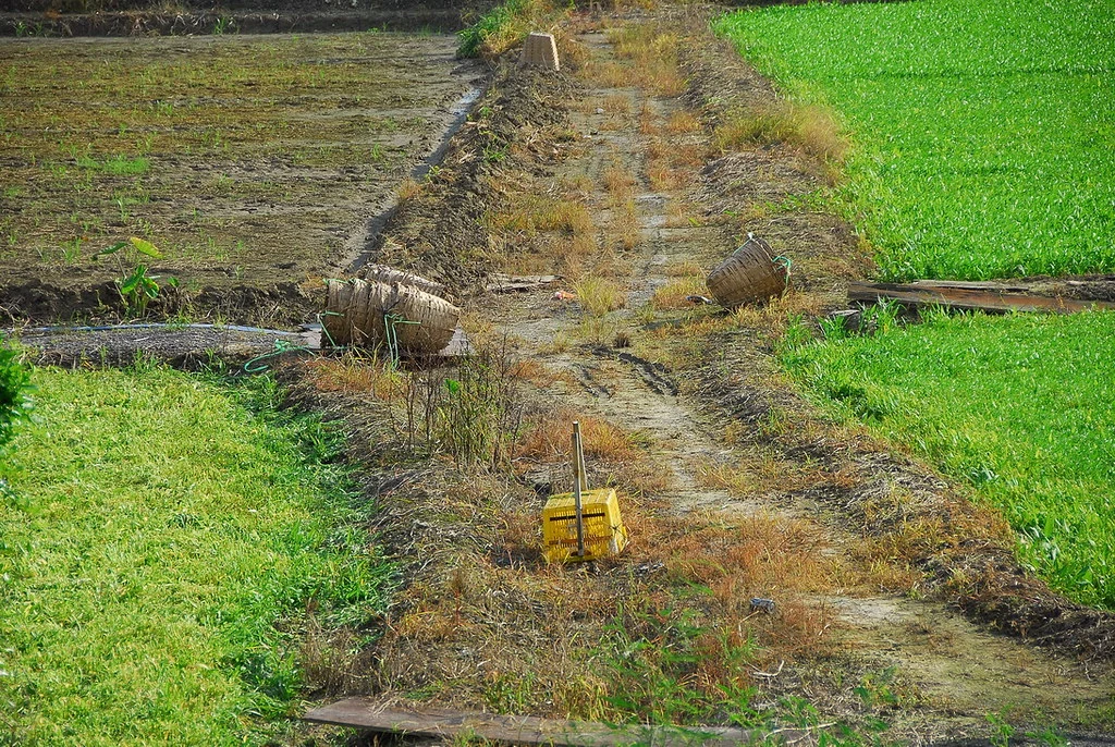 Un camino estrecho atraviesa los campos cultivados de Long Valley.
