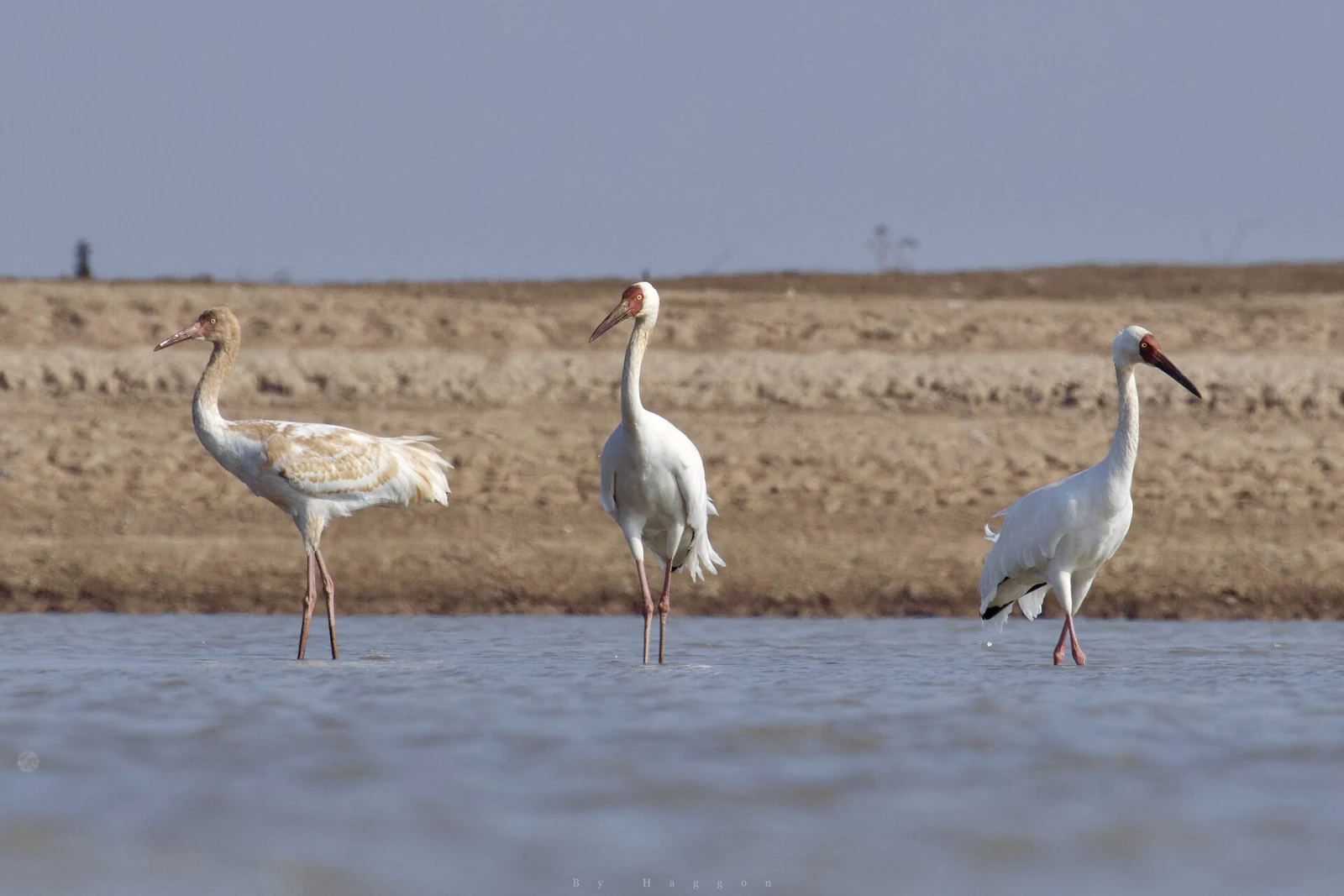 Grues de Sibérie au lac Poyang