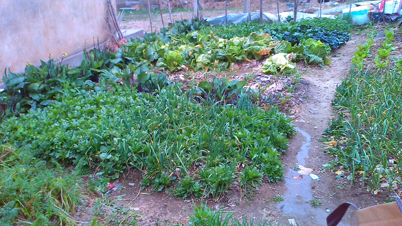 Tianmen: hileras de verduras en los campos en torno a la ciudad.
