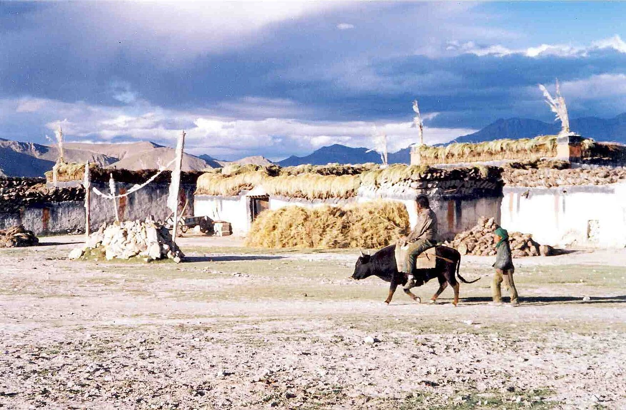 Jinete y dzo en Tingri en 1993