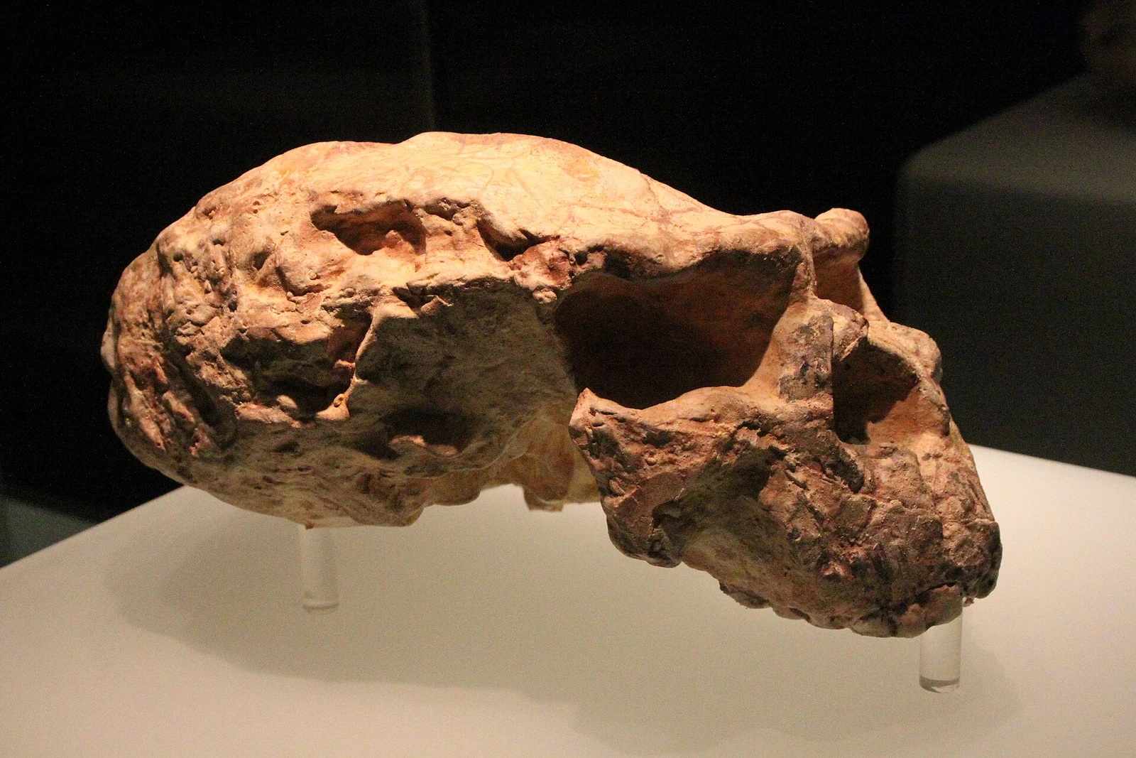 Ein Schädel des Yunxian-Menschen von vorn, dessen flachgedrücktes Gesicht die Museumsvitrine füllt.