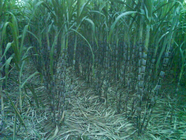Campos de caña de azúcar en Tongyi, Yanglinwei, Xiantao.