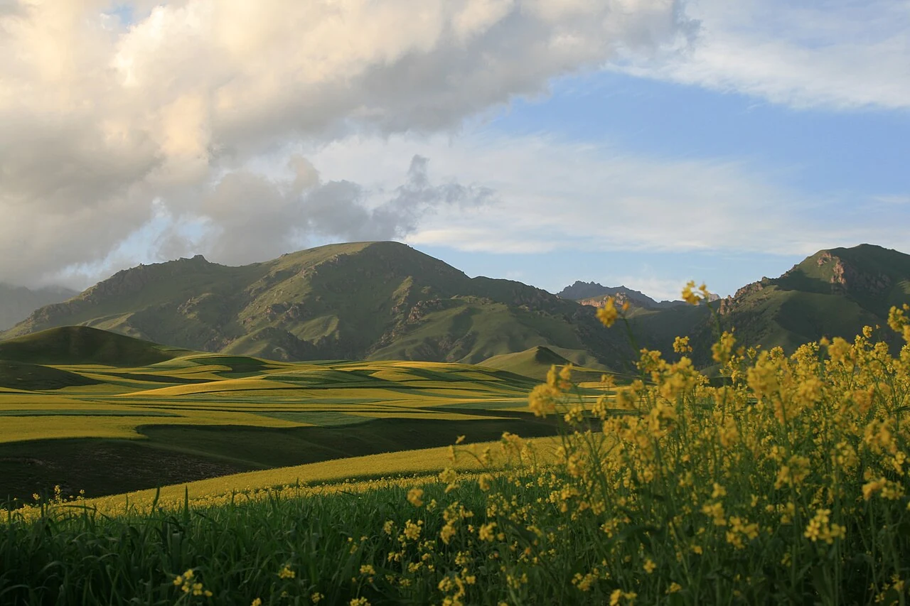 Fleurs de colza et montagnes au loin à Menyuan, photographiées en juillet 2009.