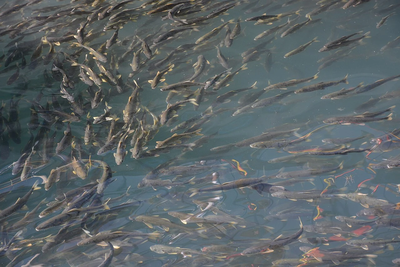 Qinghai-See-Nacktkärpfling, aufgenommen 2013.