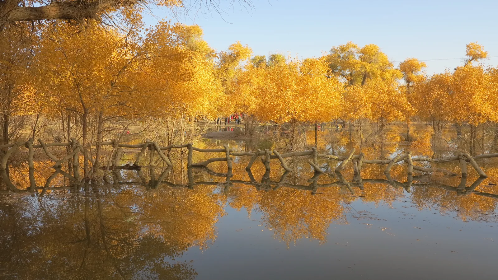 Poplars at Ejina, their leaves yellow and reflected in the water.