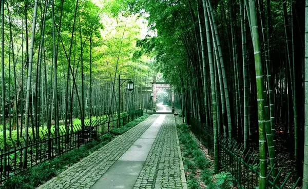 Sendero de bambú de Yunqi · Un sendero a la sombra