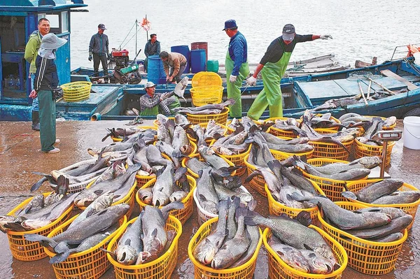 Workers stand among baskets filled with fish on a waterfront landing area.